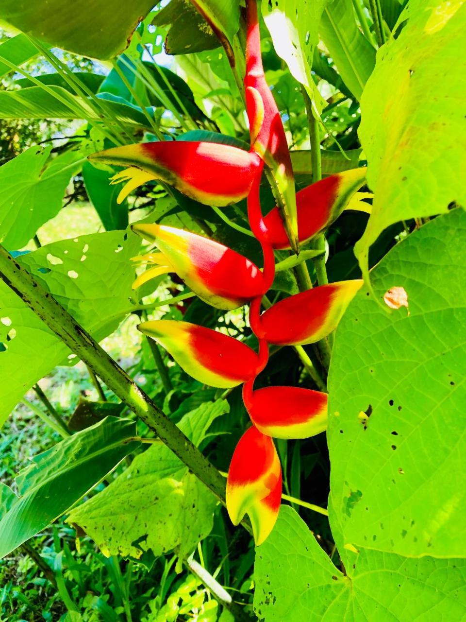 Casa Oceana Bed & Breakfast Bocas del Toro Exteriör bild
